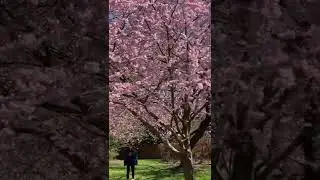 Beautiful Cherry Blossoms at Brooklyn Botanic Garden Japanese Garden