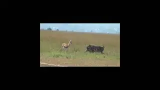 warthog eat baby deer 😱 #deer  #warthogs  #wildanimals  #nuture  #feedshorts