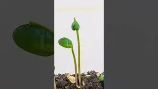 soybean seedling growth /growth stages/ growth of soybean plants/ stages of crop growth #shorts