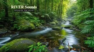 Deep Sleep Forest River 🌙 Calming Nature Sounds for Insomnia