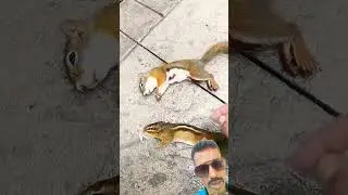 Do Chamar puchh Ko mar diye#squirrel#viralshort