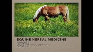 Webinar: Herbal Medicine for Horses