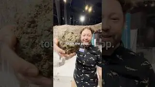 Два типа окаменелостей 🦖🦴💩