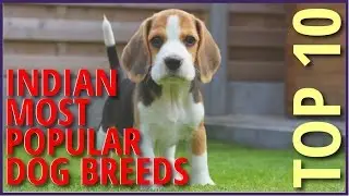 Top 10 Most Popular Dog Breeds in India