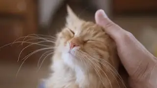 Relaxing Cat-Specific Music To Relax Your Cat Before Going To The Vet