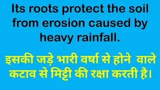 Few lines on Bamboo/Short essay on Bamboo/About Bamboo( English to Hindi) @knowmore2736
