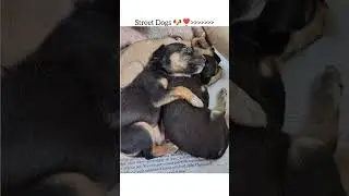 #shorts#viral#trending#youtubeshorts#shortvideo#viralvideo#ytshorts#youtube#love#pets#saveanimals#yt