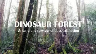 Gloucester Tops, Antarctic Beech Forest