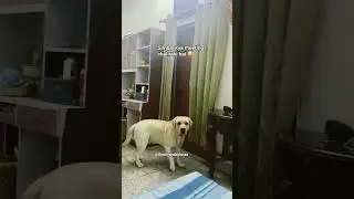 simba mummy ka chamcha #labrador #dogs #cute #dog #simba #pet #shorts #funny #ytshorts