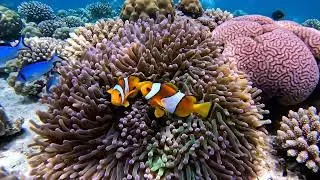 30 Underwater Movie Scenes &ndash; Lifelike Marine Life! 🌊✨