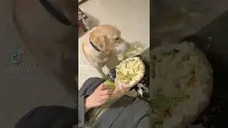 The dog ate her face! #memes #shorts #ai
