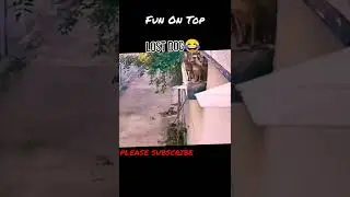 Mad Dogs 😃| Funny Moments | Funny Clips | Fun On Top