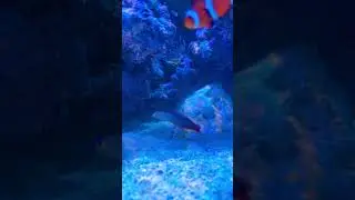 Relaxing purple firefish #reef