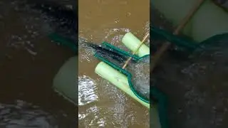 Banjo  gold dredge