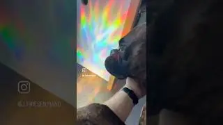 Scales on a dog. Much more fun! #piano #fypmusic #dogvideos #animallovers