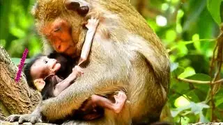 Sadness newborn baby monkey Calvin crying loudly