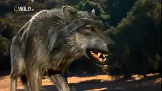 Dire Wolf vs Sabertooth