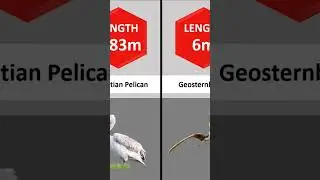 Comparison: Flying Creatures | 2023 #shorts