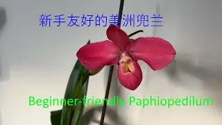 美洲兜兰对新手太友好，买回来不到20天即开花又长新芽，美洲兜兰如何养/Beginner-friendly Paphiopedilum/How to take care of Paphiopedilum
