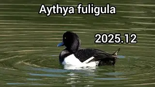 Tufted duck (Tufted pochard) | Aythya fuligula | Ducks in the park | December 2025