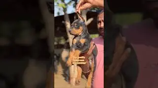 Top quality Doberman puppies for sale in pune mumbai solapur ✨️ 🔥  #doberman #puppy #pets #shorts