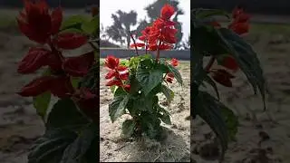 Best Flower Editing Video.  you must to see this Video