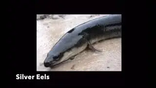 Life Cycle of the American Eel