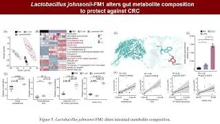 iMetaOmics | Lactobacillus johnsonii-FM1 Modulates Gut Microbiota Inhibit Colorectal Tumorigenesis
