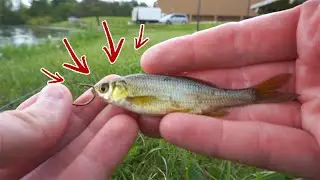 How to Rig LIVE MINNOWS to Catch More Bass!