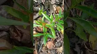 Medicinal plant #chireta