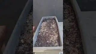 O Bonsai segue criando bonsaista. #bonsai #misho #plantas #semente #bonsaisuldeminas