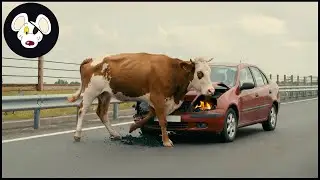 Tragic 30 Moments Animal Crash Car Caught On Camera | Invasive Species