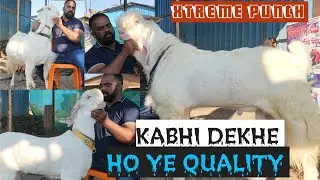 Chambal Ki Khandani Blood line ke Hansa Male Female Kid Sab Xtra Ordinary Quality At Taiba Goat