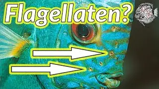 Hoe flagellaten herkennen bij aquarium vissen zonder microscoop... | Aquarium Sunshine Valley