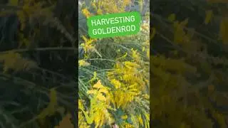 Harvesting and drying some #goldenrod for teas and tinctures