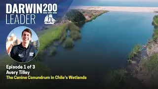 The canine conundrum in Chile's wetlands - by Avery Tilley - Episode 1