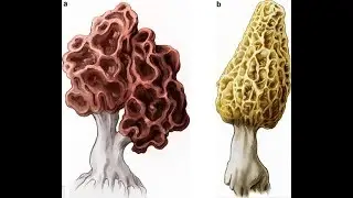 Edible and nonedible Fungi