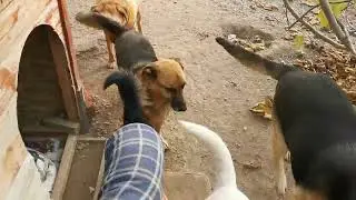 Dogs loving their retirement home#dogbreeds #farmliving #dogsbarking #dog #theyneedyou