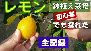 果樹栽培：レモンの鉢植え栽培2020　全記録　レモンの実を収穫しました
