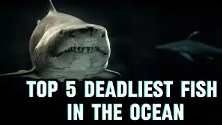 Top 5 Deadliest Fish in the Ocean 🌊 | Sea Intelligence