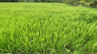Văn Chương Miền Nam | “NGƯỜI MIỀN TÂY KHÓ ƯA LẮM” (KHA TIỆM LY)