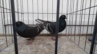 Tippler Pigeons Black White Bar Project,  getting closer,   hidden secret.