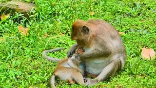 Mom monkey is finding lice beloved little monkey until sleep well