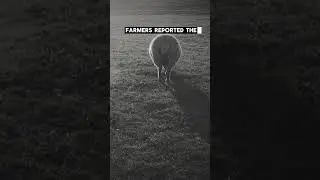 England Great Sheep Panic #terrifyingtales #creepyfacts #horrorstories #ghoststories #scary