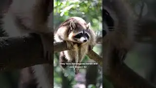 Animals That Are Cuter Than You&hellip; But More Dangerous #facts #animalknowledge #animals #wildlife