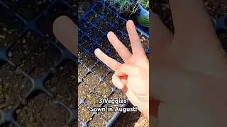 3 Veggies You Should Sow in August! #shorts #gardening