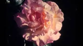 Lowtide - 'Elizabeth Tower'
