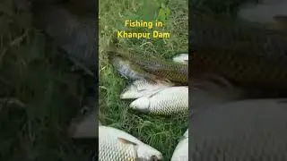 Fishing in Khanpur dam Pakistan #fishing #best hunting #machli ka shikar #rod hook #shikar he shikar