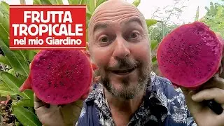 FRUTTA TROPICALE nel mio giardino - RIESCI a INDOVINARE quale frutta sto coltivando?