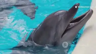 20 Incredible Facts About Dolphins 🐬 | Amazing Dolphin Facts You Didn&rsquo;t Know #dolphin